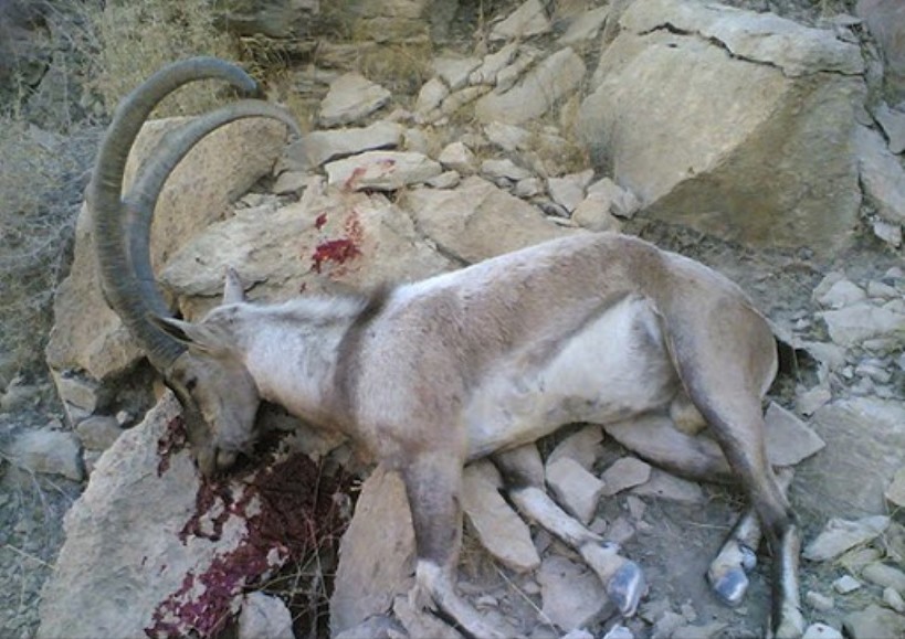 شکارچی غیر مجاز در تله