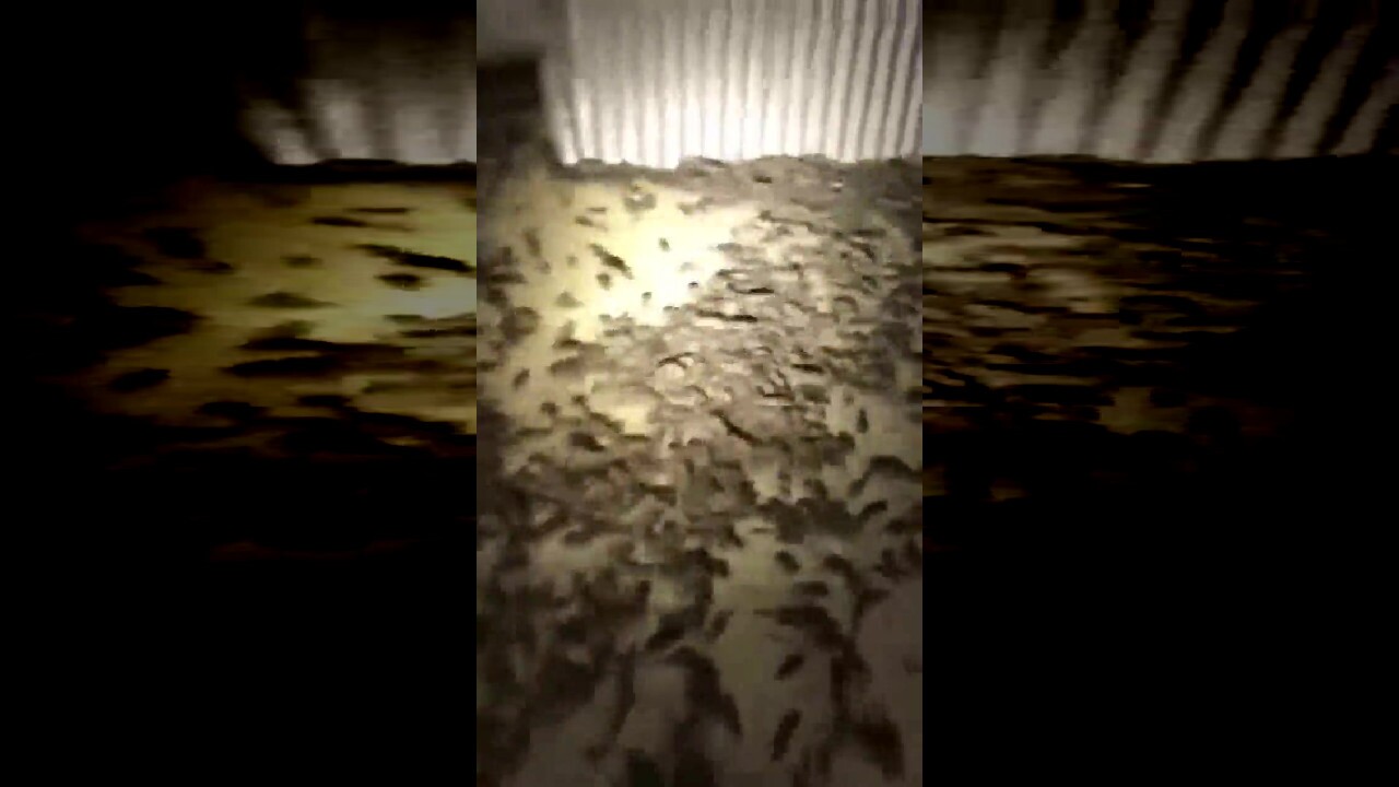 حمله موش‌ها به انبار غله در استرالیا + فیلم