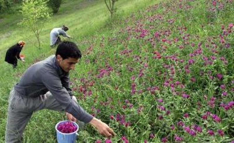 رقابت بشر و بحران خشکسالی در نابودی پوشش گیاهی/ هر جا آب بود در نابودی پوشش گیاهی دریغ نکردیم