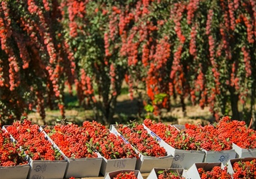  زرشک خراسان جنوبی
