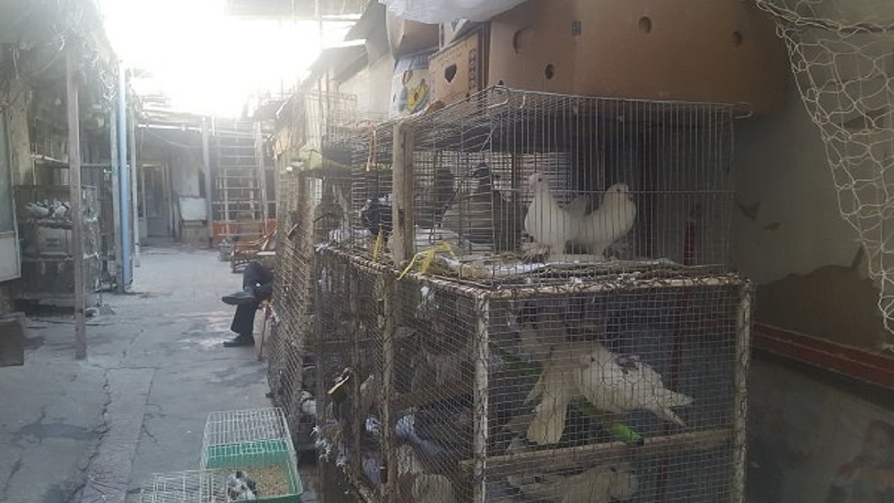 ساماندهی پرنده فروشان همدان