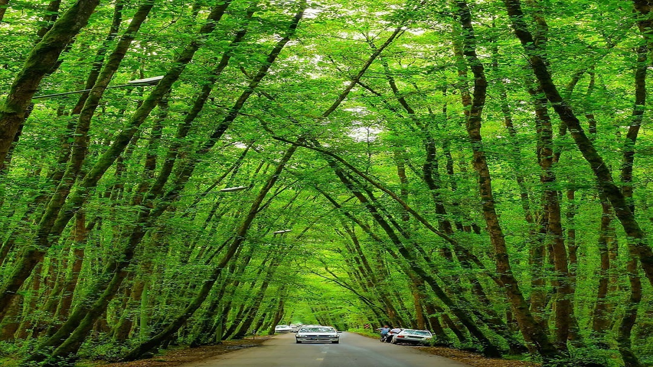 نمایی زیبا از توتل جنگلی گیسوم در تالش + تصاویر