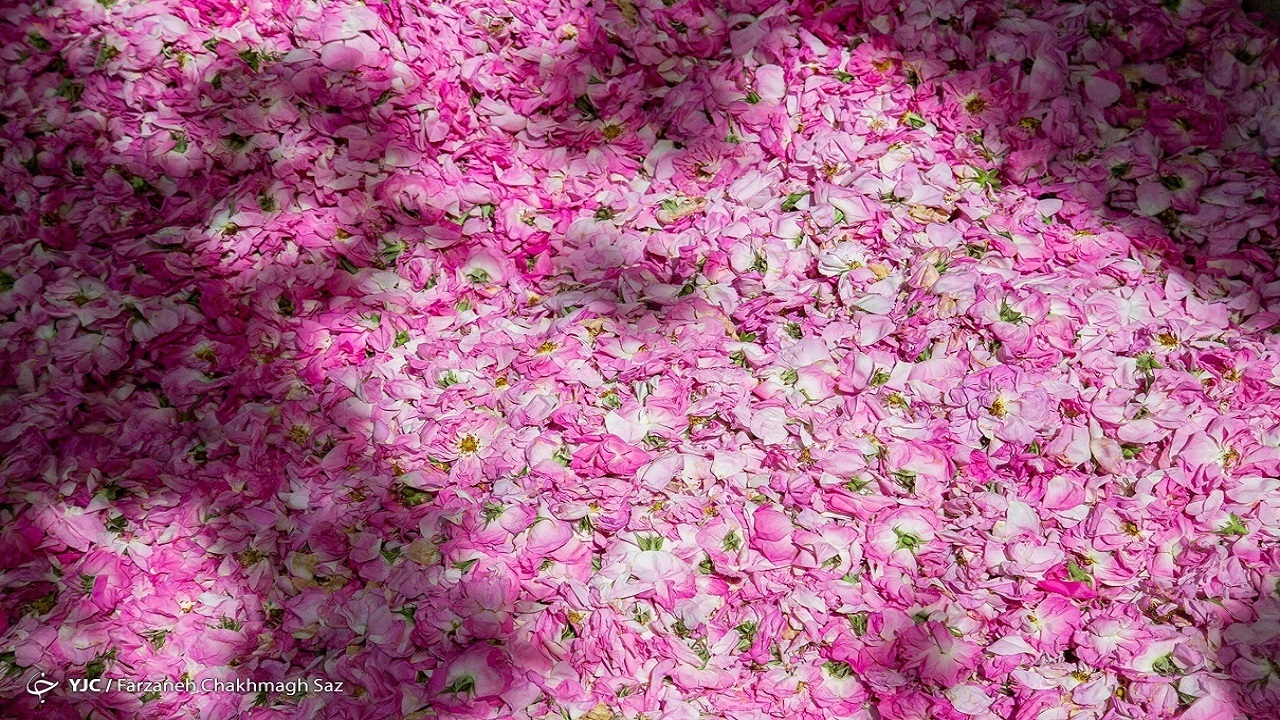استشمام عطر گل محمدی از بام ایران/ صنایع تبدیلی و تکمیلی حلقه مفقوده زنجیره تولید گل محمدی