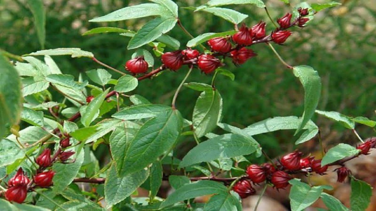 کشت چای ترش به روش نشاکاری برای اولین بار در خوزستان