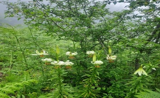 گلدهی سوسن چلچراغ در رودبار