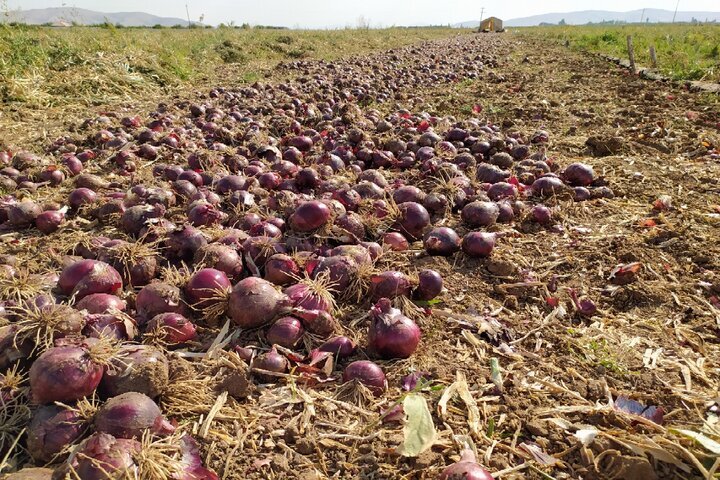 آغاز برداشت پیاز از مزارع شهرستان کازرون / برداشت جو از مزارع شهرستان نی‌ریز