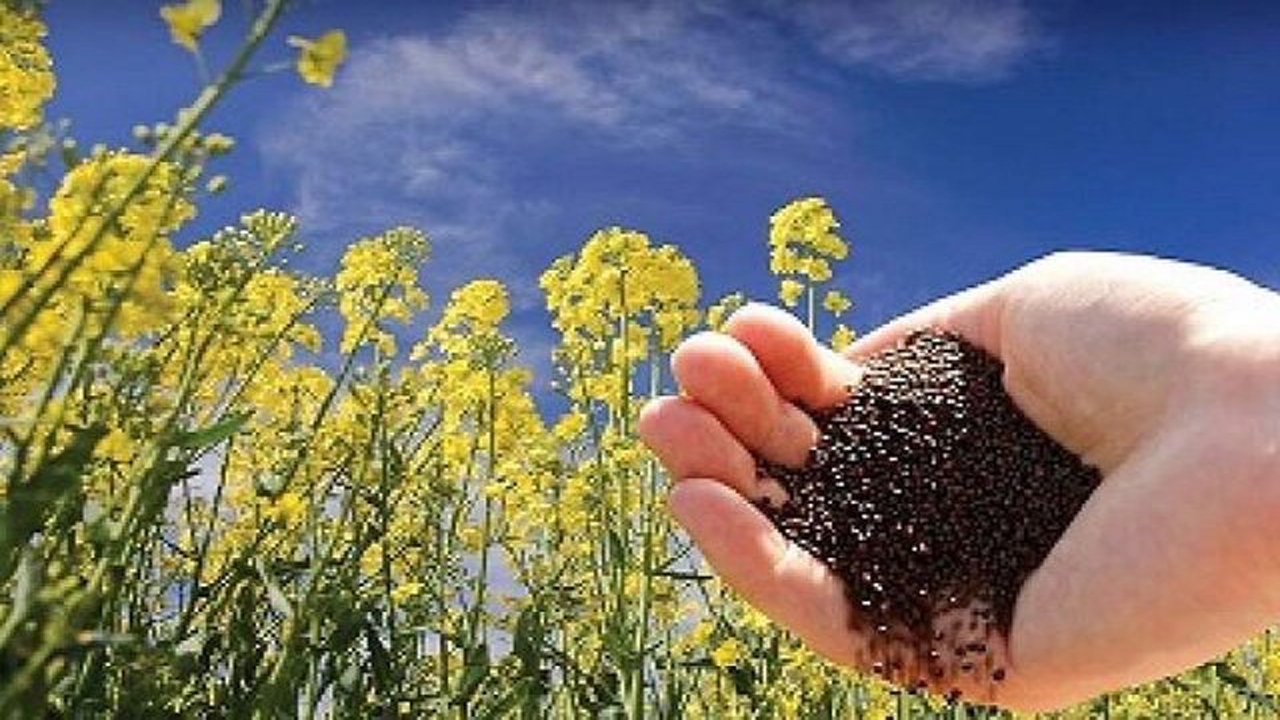 ۴۰ درصد مزارع کلزای خراسان شمالی از بین رفت