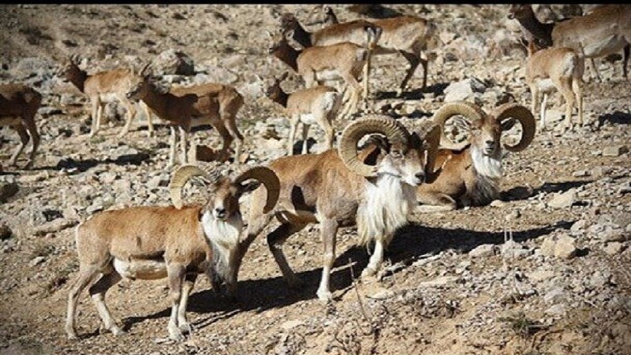 جیره بندی آب و آوارگی حیات وحش تشنه نصف جهان