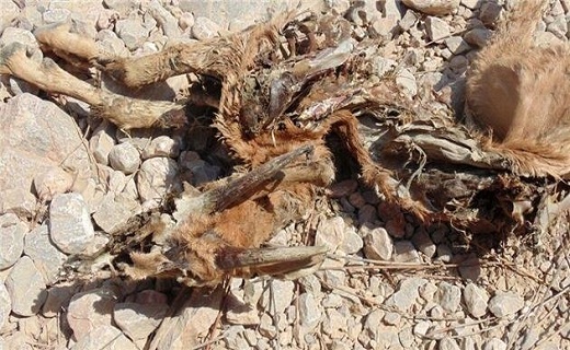 جیره بندی آب و آوارگی حیات وحش تشنه نصف جهان