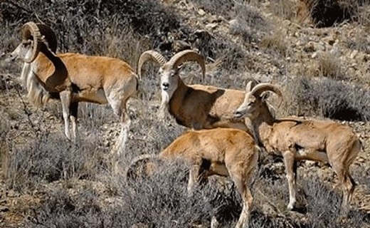 جیره بندی آب و آوارگی حیات وحش تشنه نصف جهان