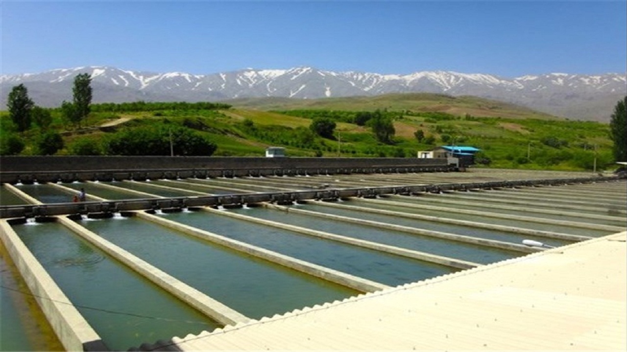 پیشگیری از خسارت مزارع ماهی با بیمه کردن محصولاتشان