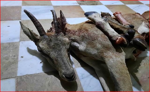 سفر با تاکسی&zwnj;های هوایی، رویایی که واقعیت پیدا کرد/ آلودگی رودخانه کرج دائمی است! / کلیدخانه بهانه&zwnj;ای برای سرقت در کرج شد