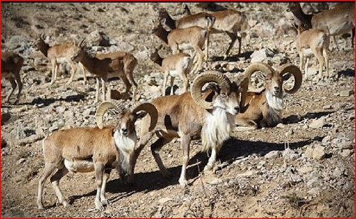 سفر با تاکسی&zwnj;های هوایی، رویایی که واقعیت پیدا کرد/ آلودگی رودخانه کرج دائمی است! / کلیدخانه بهانه&zwnj;ای برای سرقت در کرج شد