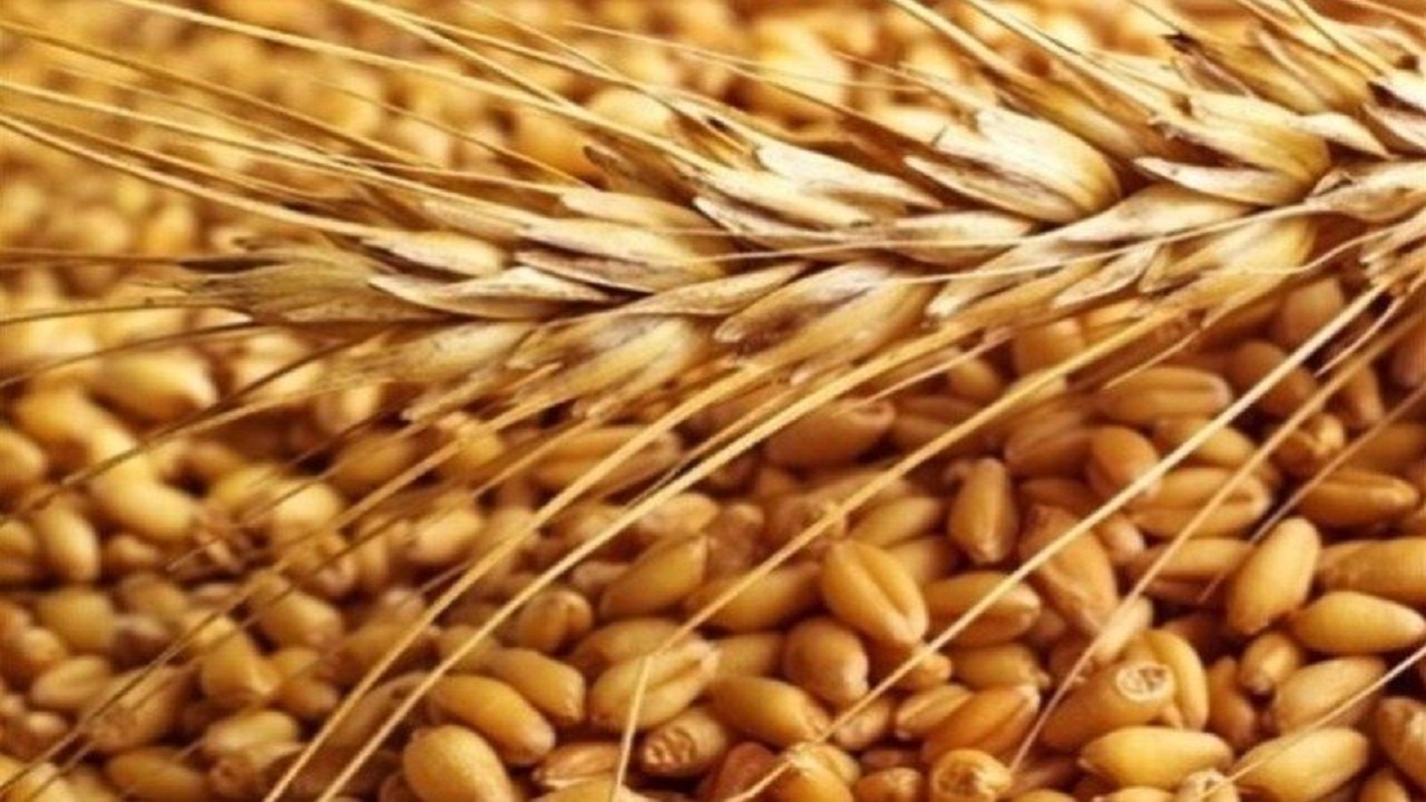 آغاز خرید بذر جو در سمنان