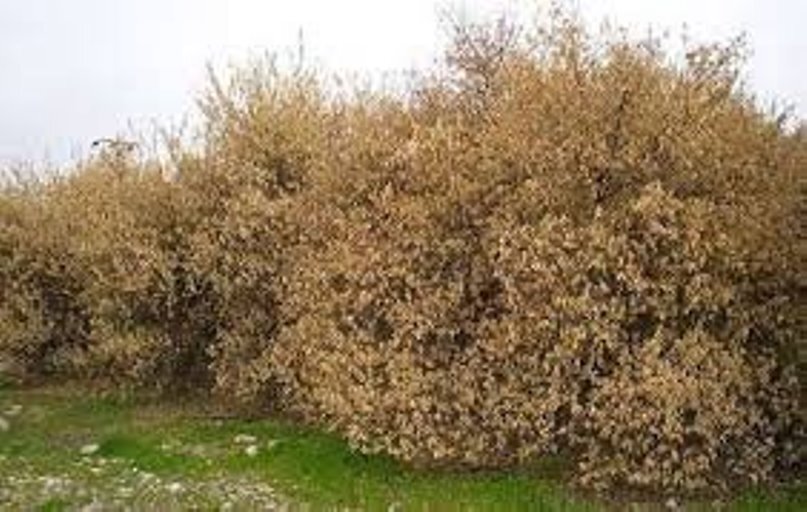 خشکسالی در کنار سدخاکی سندرک
