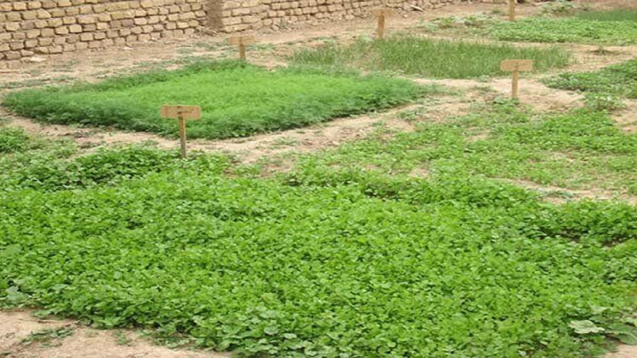 ایجاد ۱۵ باغچه سلامت در چهارمحال و بختیاری