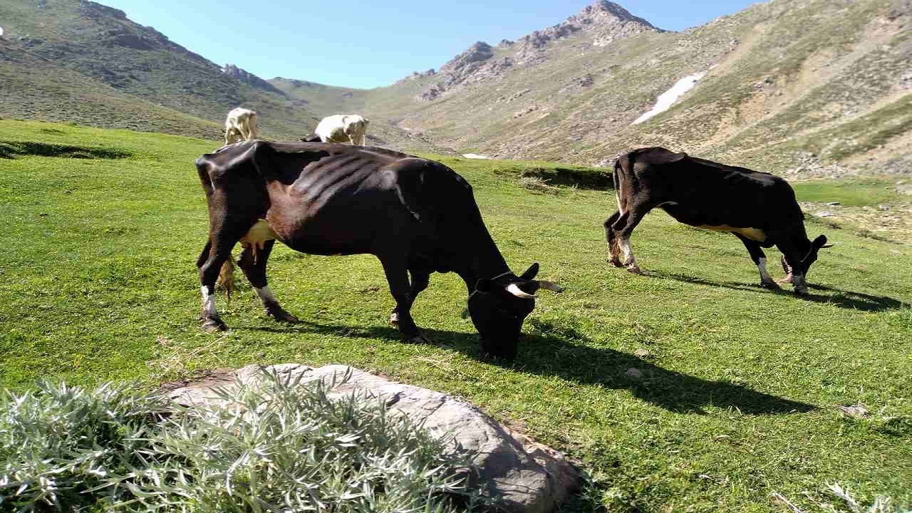 یک روز تعطیل در طبیعت روستای وهنان + فیلم و تصاویر