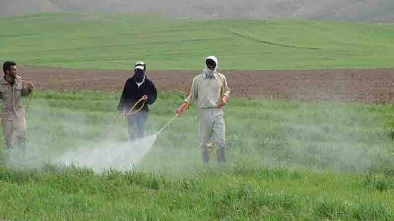 سمپاشی ۶۲۰۰ هکتار از مزارع غلات هشترود