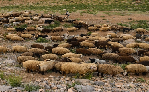 رنج خشکسالی بر زندگی و تولیدات دامی عشایر گلستان