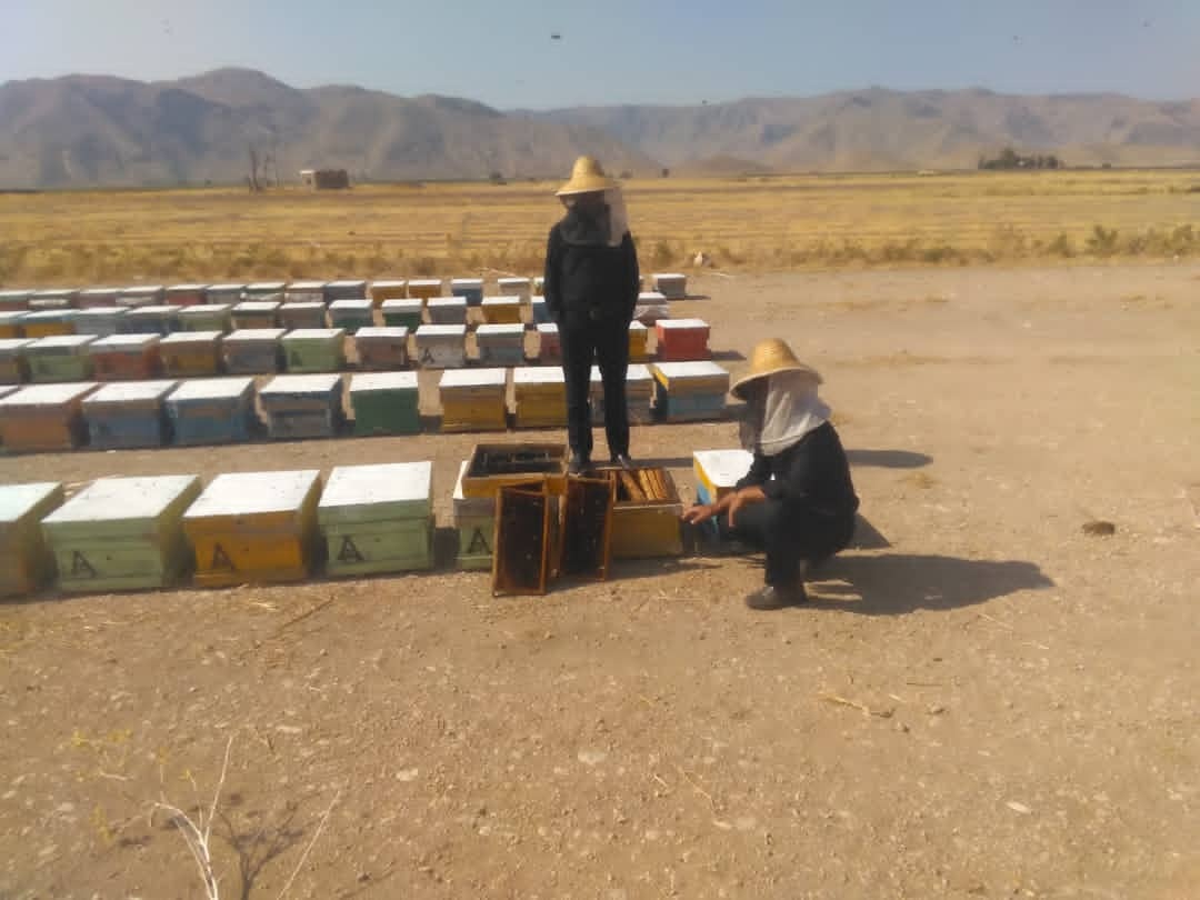 آغاز عسل گیری بهاره از زنبورستان‌های فسا