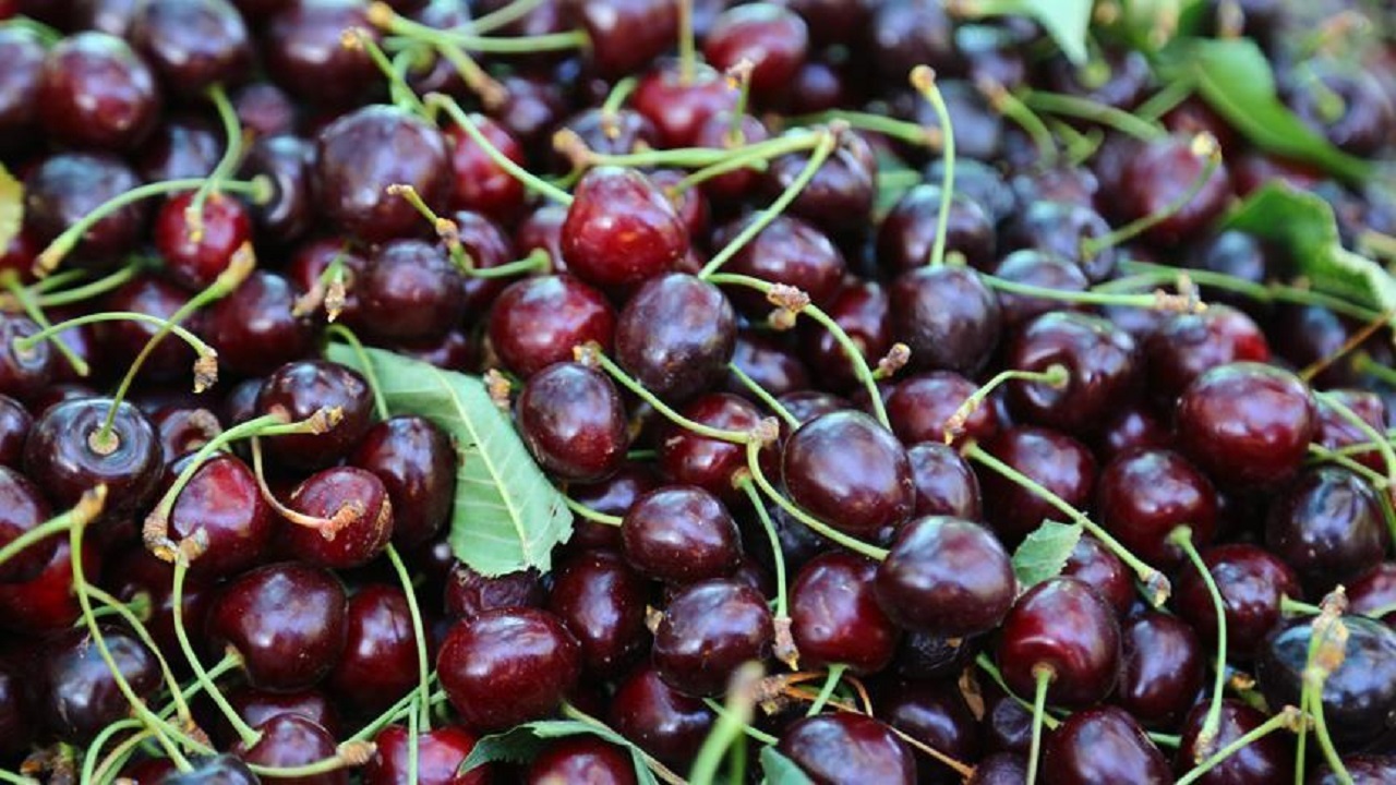 آغاز برداشت آلبالو و گیلاس در خراسان جنوبی