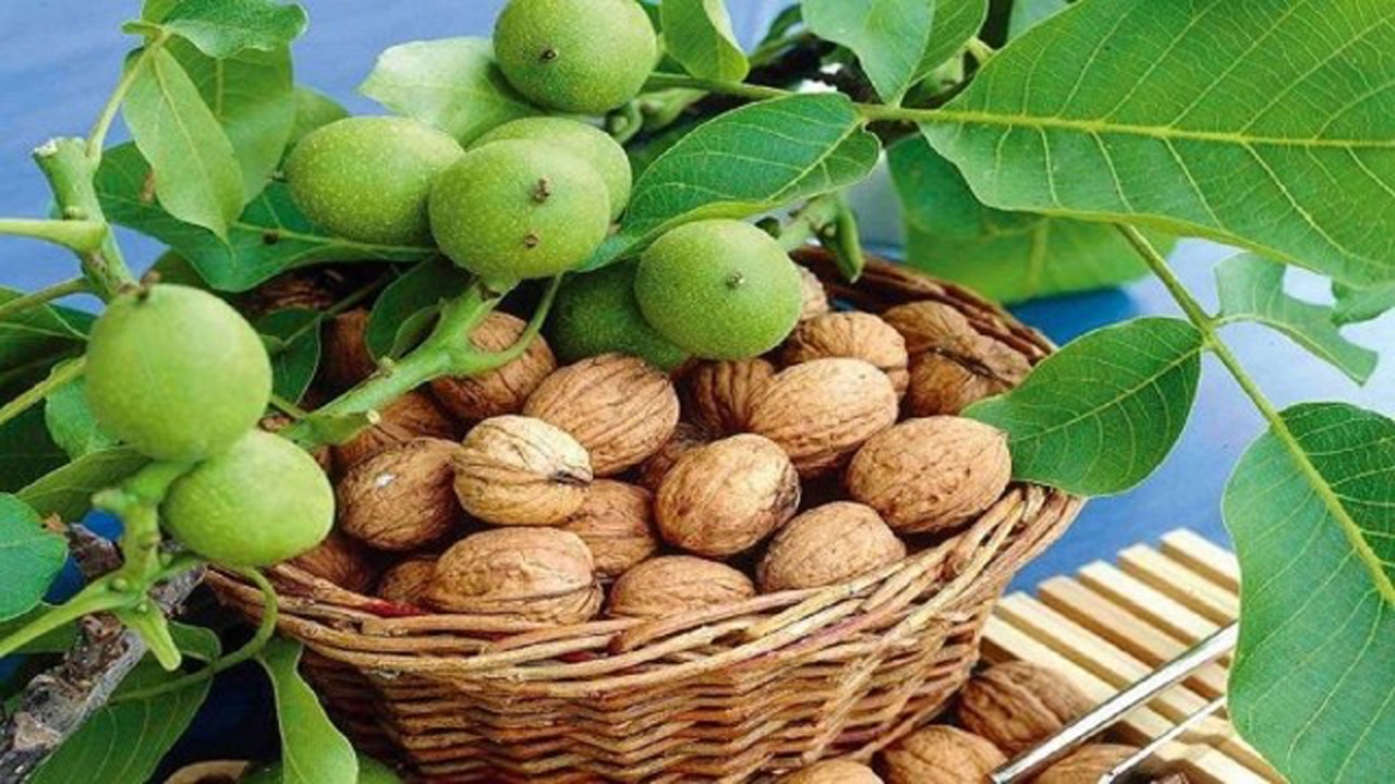 خسارت طوفان به باغ های گردو در نی ریز
