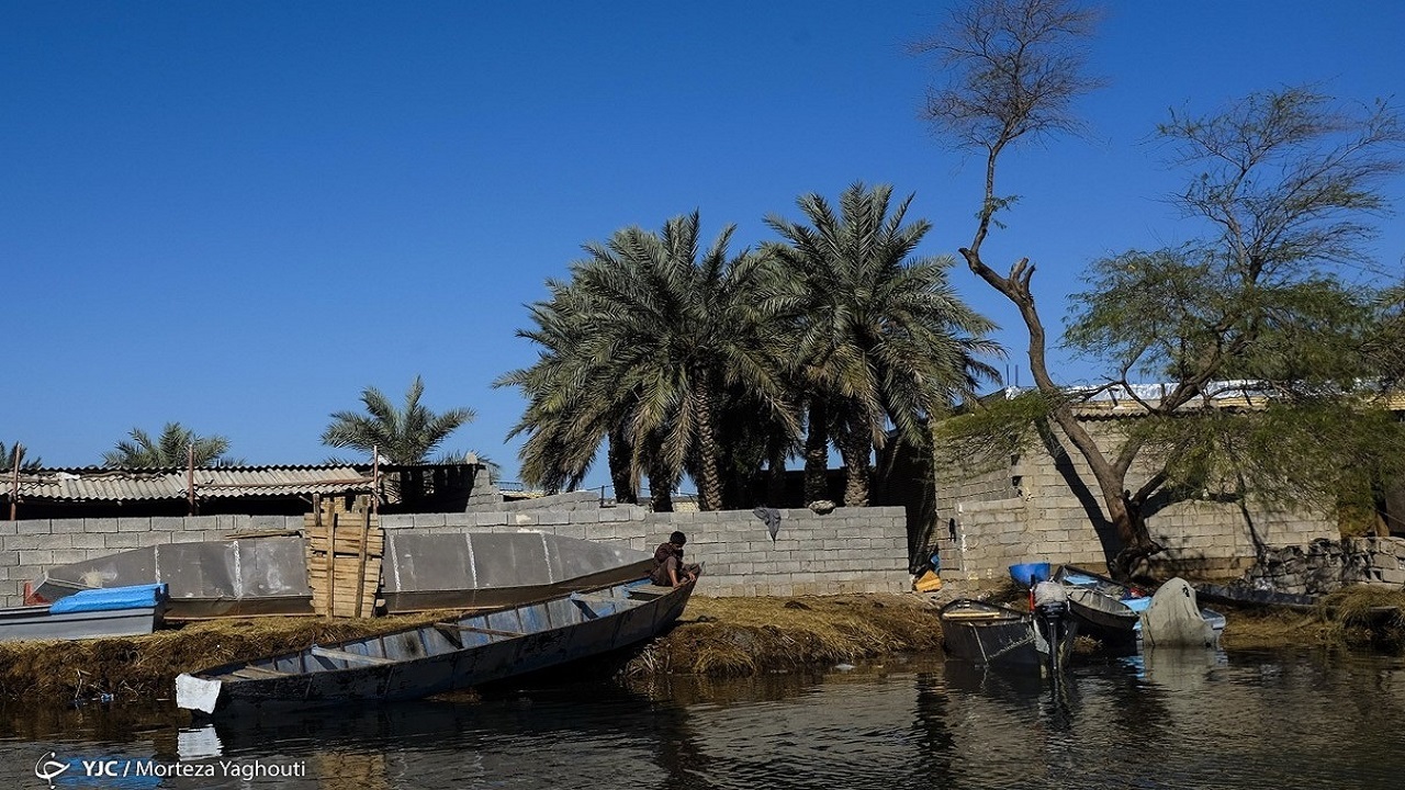 نخل‌های شادگان در خطر خشکی/ضربه بی آبی به نخلستان‌ها