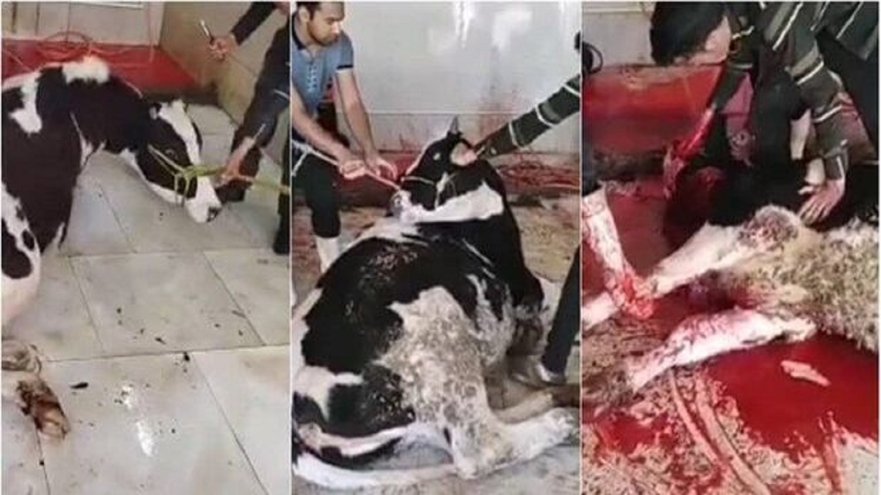 مرد گاوکش در کاشمر بازداشت شد