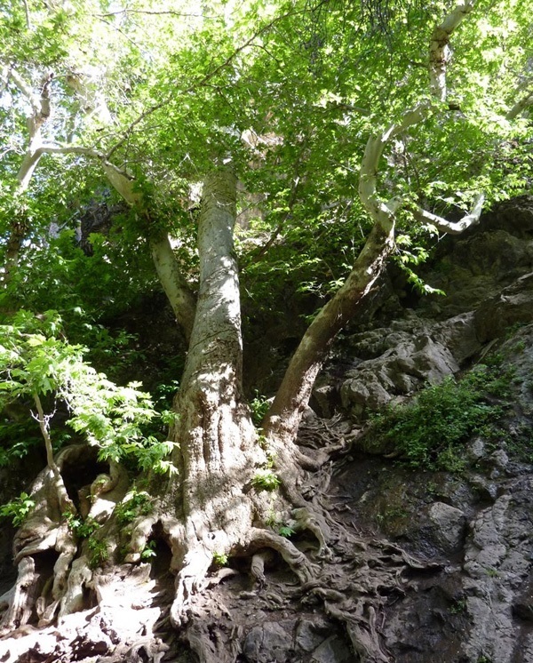 دره ارزنه