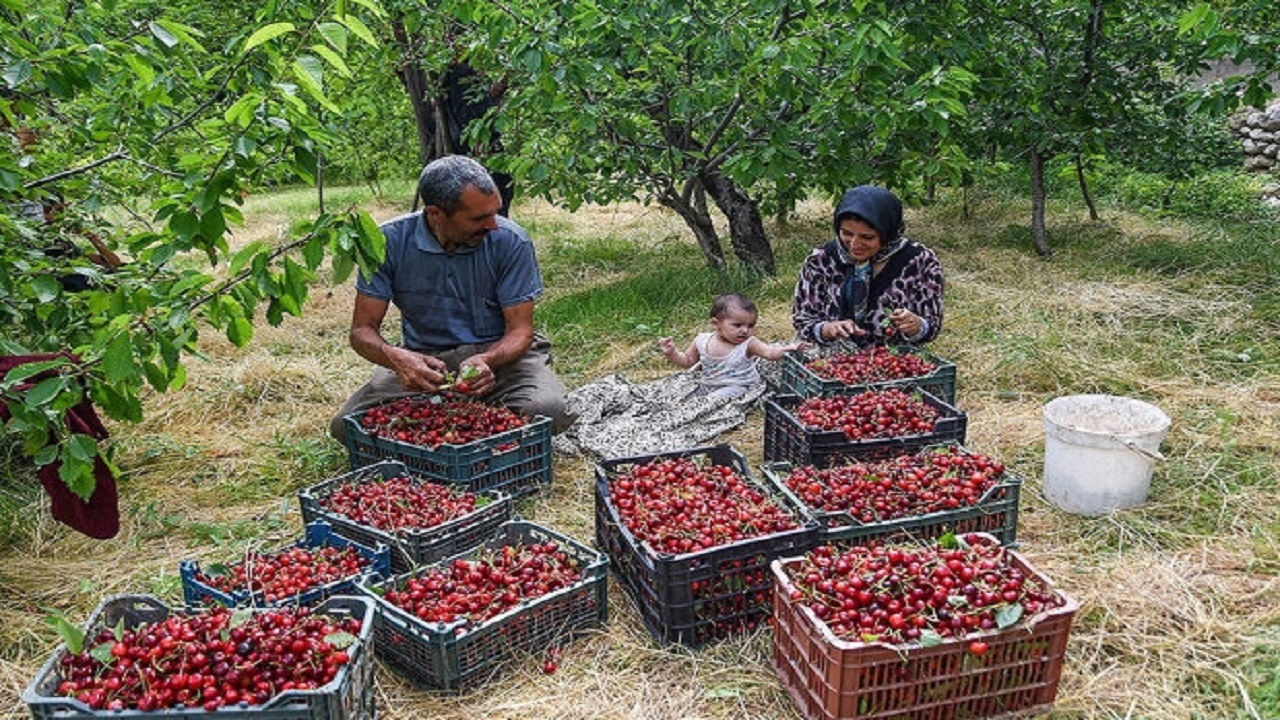 گیلاس‌های قم در راه بازار کشور/ برداشت گیلاس از ۶۸۰ هکتار باغات استان ادامه دارد