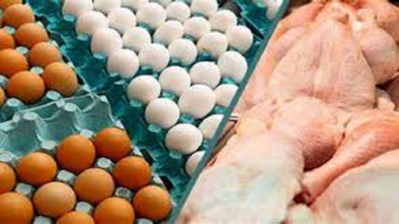 مرغ و تخم مرغ در خرمشهر ارزان می‌شود