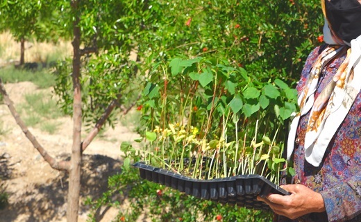 برگ چای