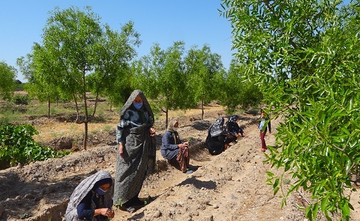 زمین کشاورزی