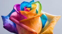 بهره وری از گل زیبایی که با کم آبی سازگار است + فیلم