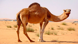 اولین فیلم از محل سانحه واژگونی اتوبوس حامل خبرنگاران در نقده آذربایجان غربی