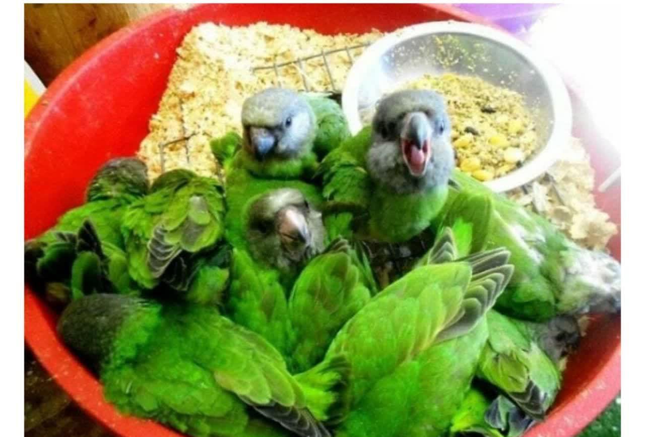 /خطاهای دید جالب
