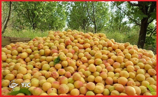 زردآلو