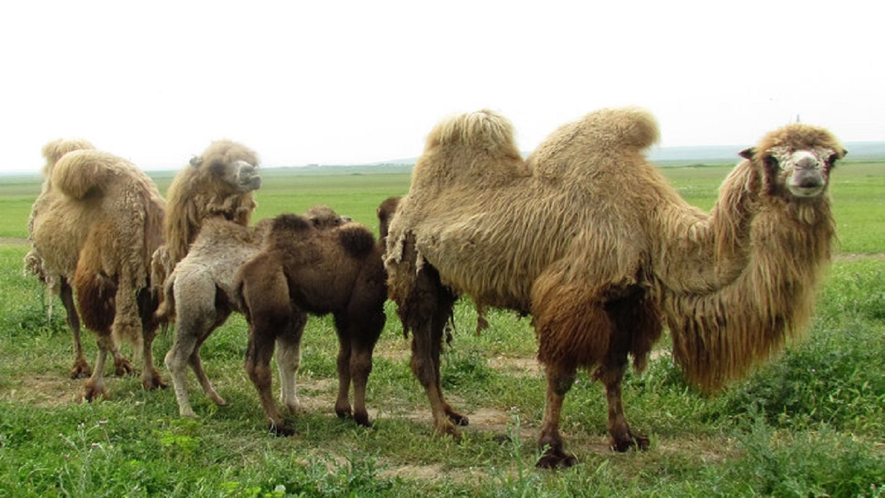فائو از بانک اسپرم شتر دوکوهانه اردبیل بهره‌برداری می‌کند