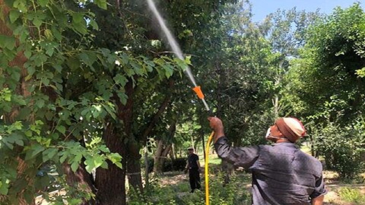 حمام سمی درختان کرج!