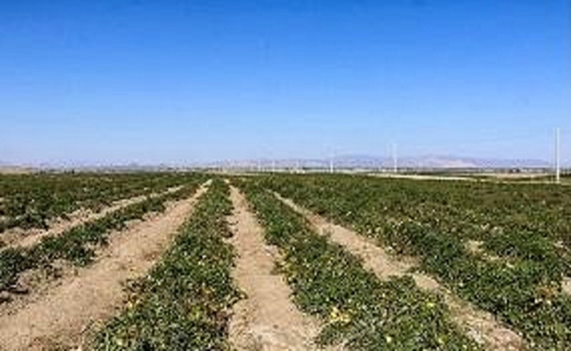 دردسرساز شدن سد مارد برای برخی از کشاورزان خرمشهری