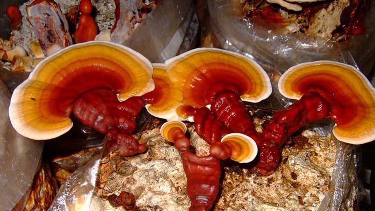 کسب درآمد میلیونی از تولید قارچ دارویی/ انتخاب کارآفرینی به جای شغل دولتی