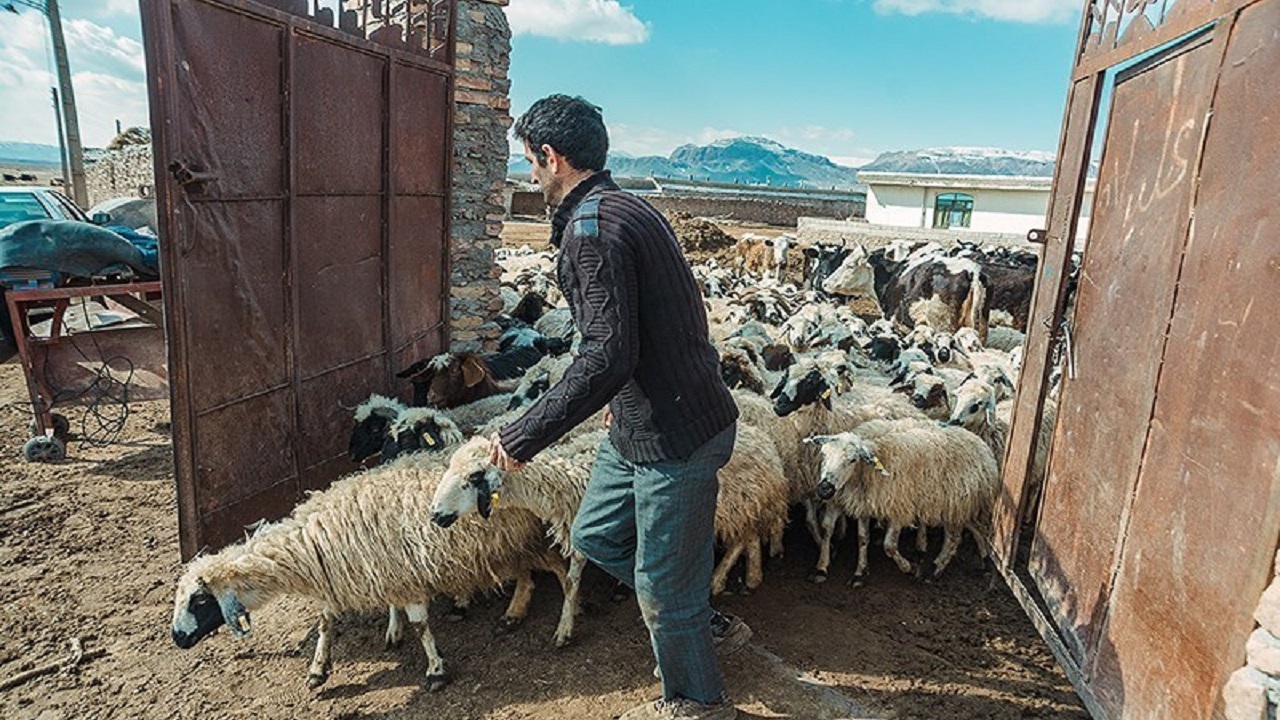 از خشکسالی بی سابقه تا گرسنگی دام ها/ توزیع قطره چکانی نهاده ها راه به جایی نمی برد