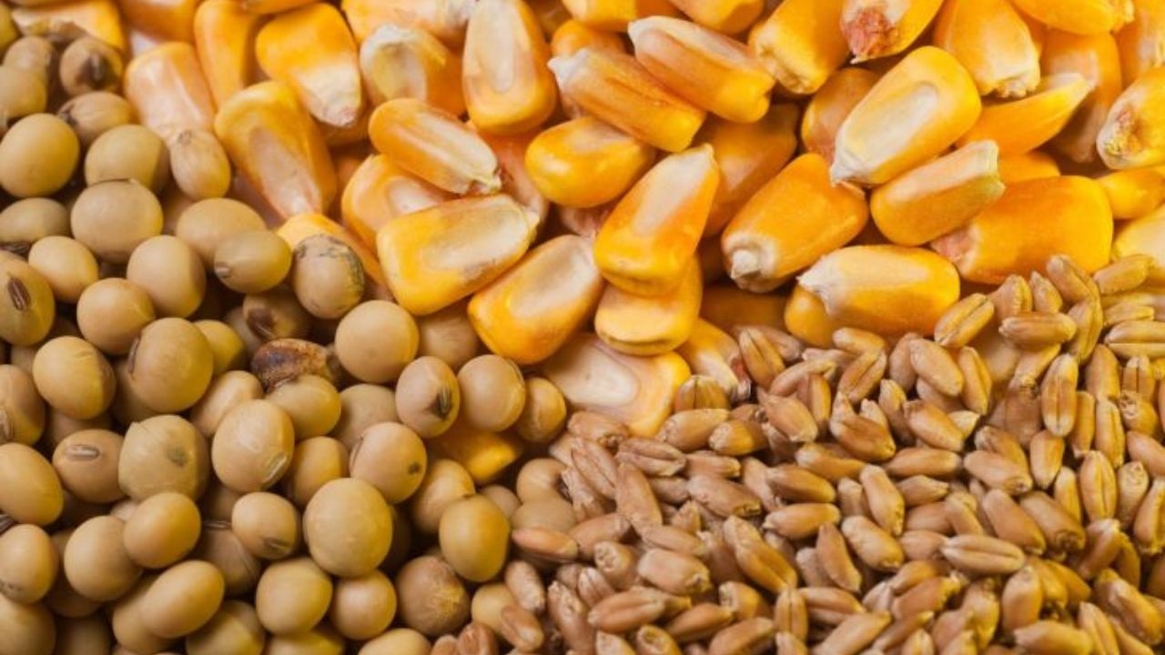 نهاده دامی از بندر امام خمینی (ره) ترخیص و توزیع شود