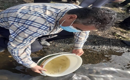 جشن رهاسازی بچه ماهیان سفید در رودخانه چمخاله + تصاویر جشن رهاسازی بچه ماهیان سفید در رودخانه چمخاله + تصاویر