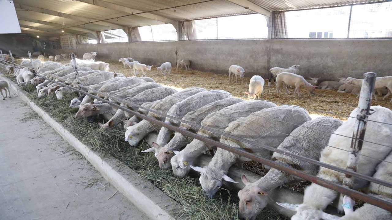نداشتن سند مالکیت مهمترین مشکل بزرگترین مجتمع اقتصادی شمال شرق کشور