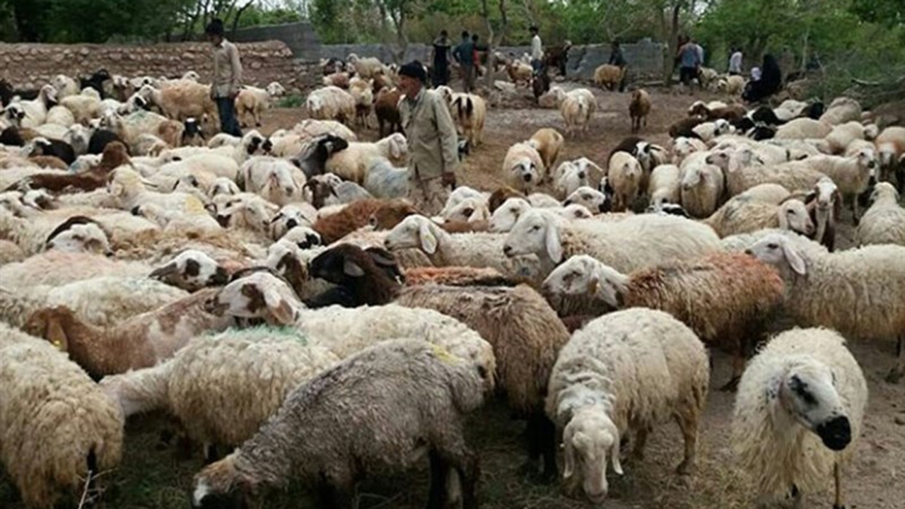 خرید دام‌های عشایر با هدف کوتاه کردن دست واسطه‌ها