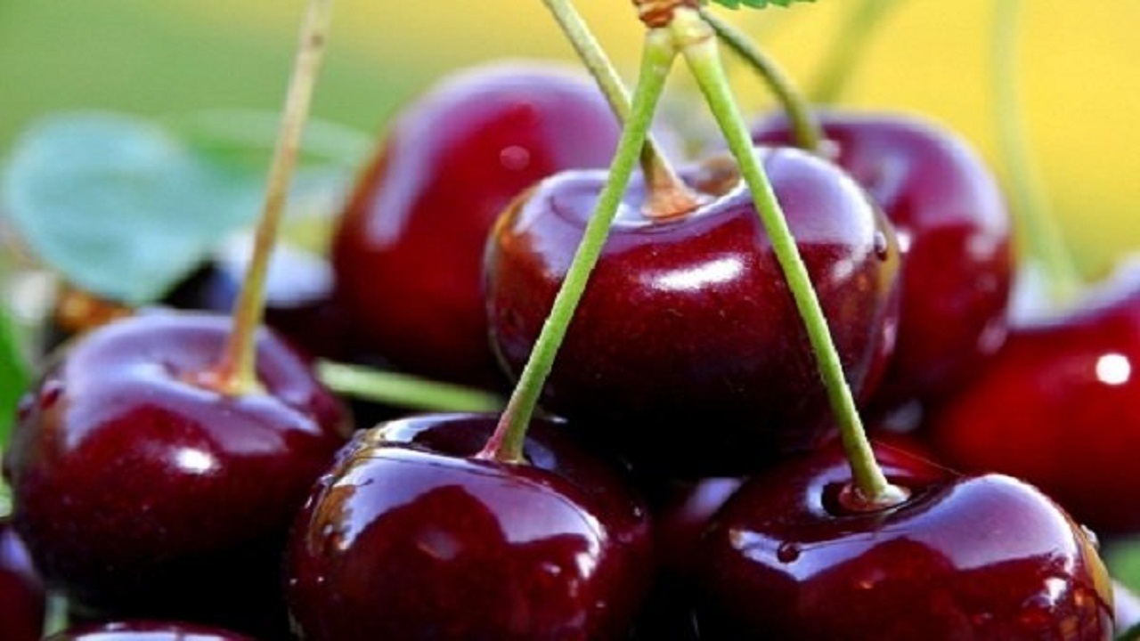 برداشت بیش از ۵۰۰ تن گیلاس در گیلان