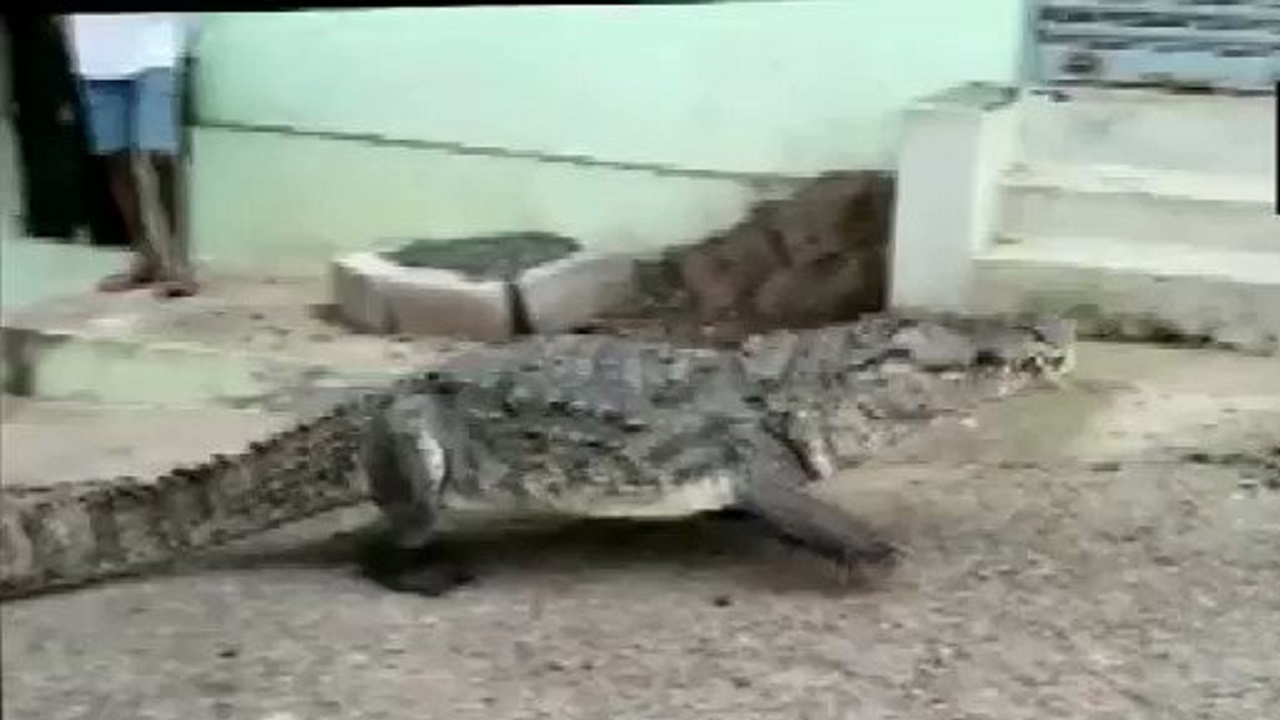 مهمان ناخوانده خطرناک، روستائیان را به وحشت انداخت