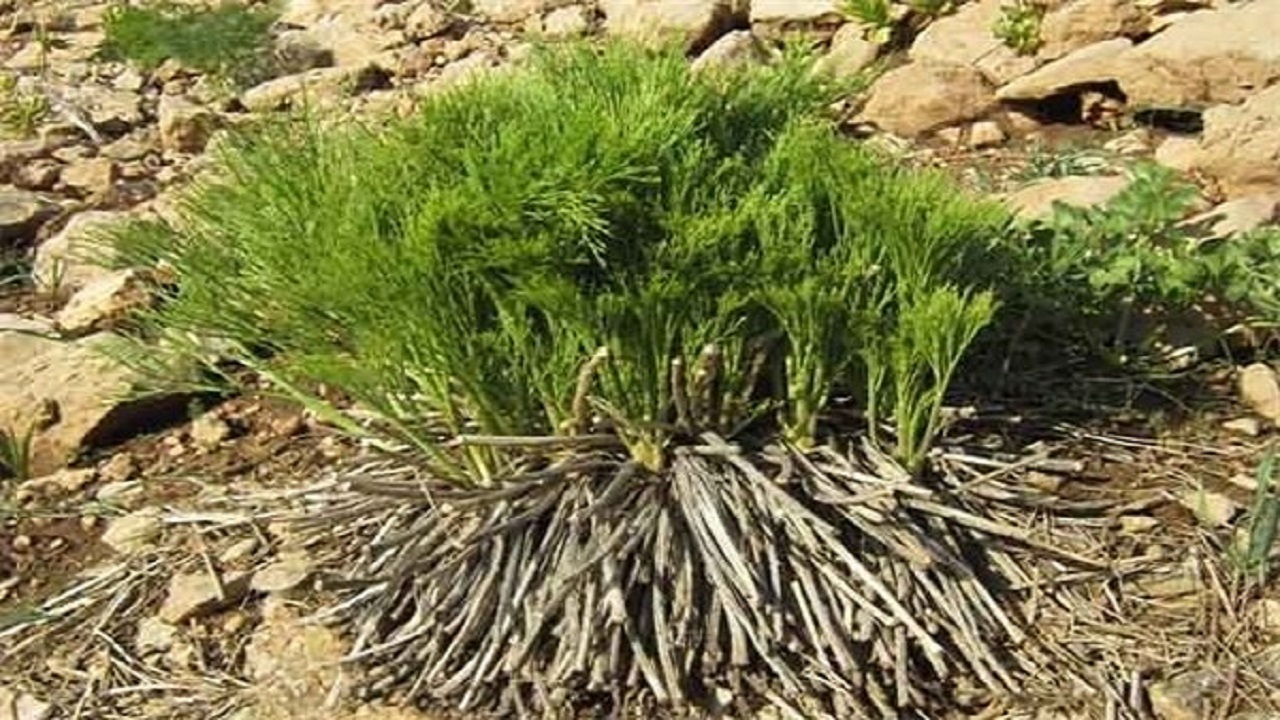شناسایی یک هزار و ۴۰۰ گونه گیاهی در چهارمحال و بختیاری