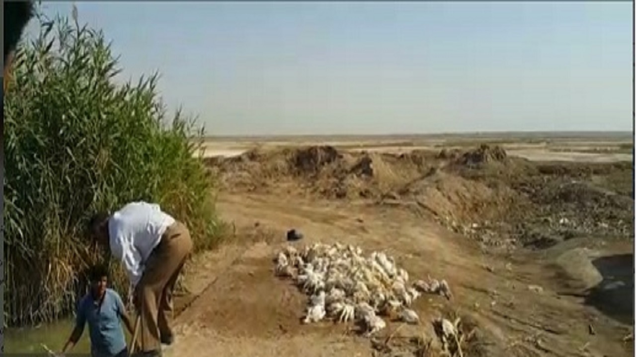 رهاسازی تعدادی مرغ در کانال آبیاری کشاورزی و چند روستا در آبادان/ معرفی افراد خاطی به مراجع قضایی